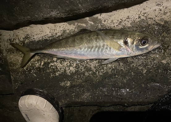 自己新48ｃｍの巨アジ登場！三浦半島磯釣り大満足の半夜